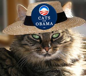 Oliver of Berkley, CA, supports Obama (Photo - Catster.com)